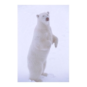 ホッキョクグマ polar bear