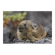 エゾナキウサギ Northern pika