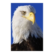 ハクトウワシ bald eagle