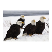 ハクトウワシ bald eagle