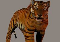 TIGER.JPG - 13,290BYTES