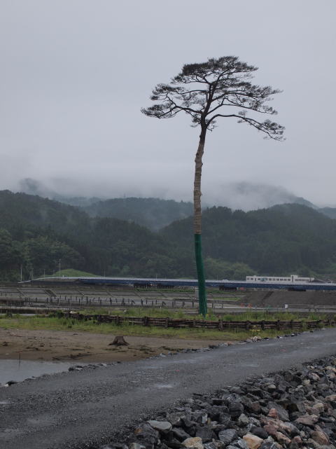 写真　奇跡の一本松