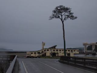 写真　奇跡の一本松