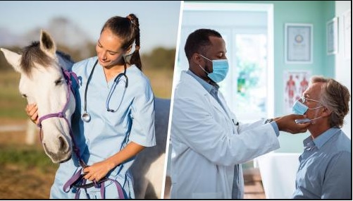 Combined image of a veterinarian inspecting a horse, and a doctor inspecting a patient.