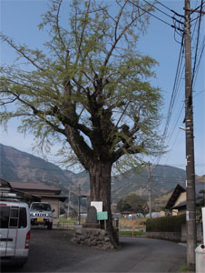 写真1　全景　石碑の背後に大イチョウがある