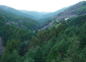 白糸川の川筋
