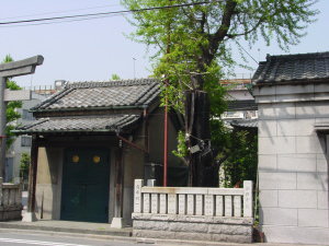 江島杉山神社の被災いちょう