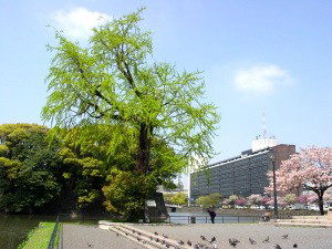 浅草寺のいちょう