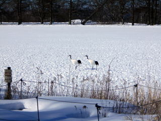 茅沼の駅前にある畑に降り立った、つがいのタンチョウヅル。