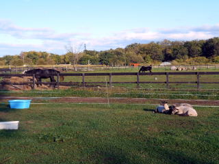 現在の流山温泉は牧場の敷地内にあり、ウマやヒツジの放牧が見られる。