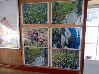 刺巻の駅舎内に展示されている、ミズバショウの写真。