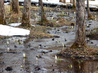 刺巻の観光ポイントとなっている、刺巻湿原にはほんの少しだけミズバショウが咲いていた。
