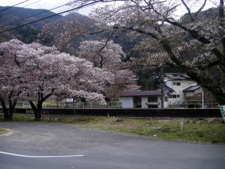 ���̉ԂƉ��V��̑ҍ���