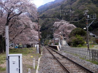 ���V��̃z�[���S�i�ƍ�