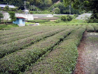 �x�m�쉈���ɂ��钃��