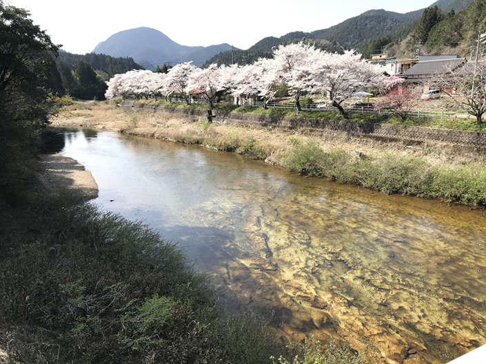 振草川(大千P川) 振草川