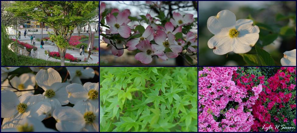 Spring, by Lyle H Saxon, Tokyo