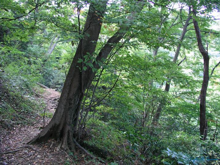 Takaozan01