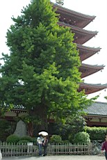 Asakusa60.JPG