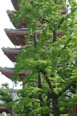 Asakusa65.JPG