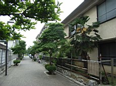 Nakamagome16.JPG