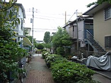 Nakamagome32.JPG