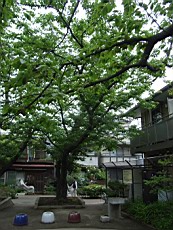 Nakamagome34.JPG