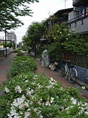 Nakamagome47.JPG