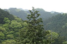 Nenog04.JPG