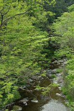 Nenog05.JPG