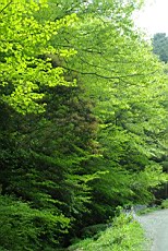 Nenog17.JPG