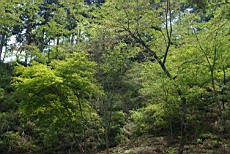 Nenog49.JPG