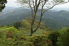 Nenog56.JPG