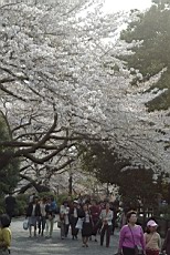ShnGyo04.JPG