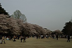 ShnGyo50.JPG