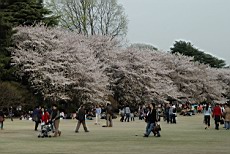 ShnGyo55.JPG