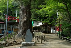Tenryu84.JPG