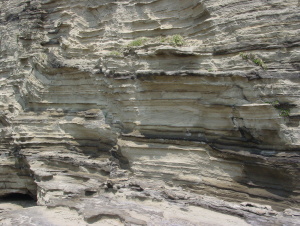 三浦半島南端　三崎層