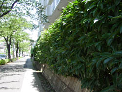 珊瑚樹の植え込み