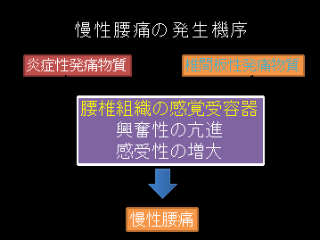 慢性腰痛の発生機序