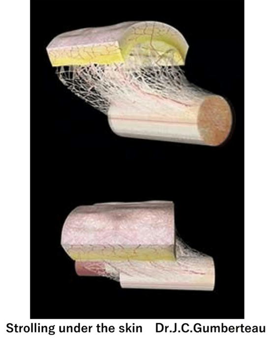 皮膚の下の Fascia の構造