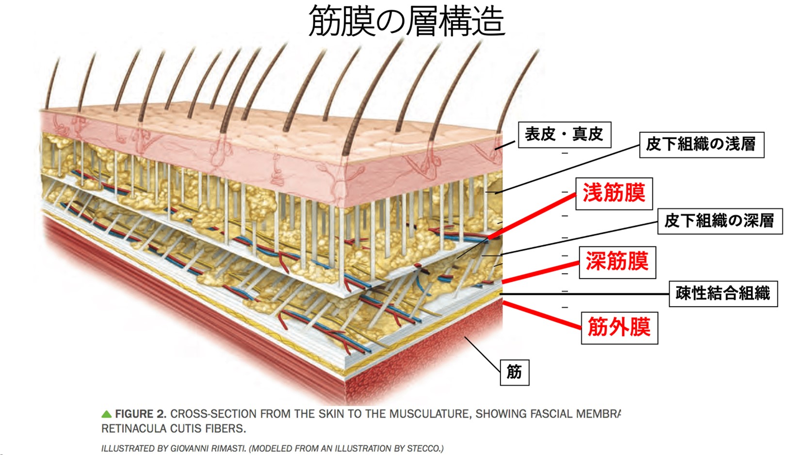 筋膜の層構造