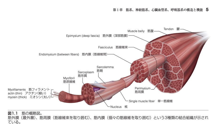 筋の概略図