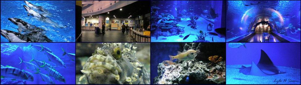 Shinagawa Aquarium - by Lyle (Hiroshi) Saxon, ITG, Tokyo