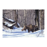 ヘラジカ Moose