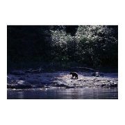 ブラックベア black bear