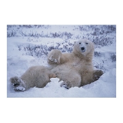 ホッキョクグマ polar bear