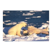 ホッキョクグマ polar bear