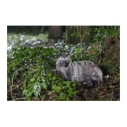 ホンドタヌキ Raccoon dog