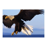 ハクトウワシ bald eagle